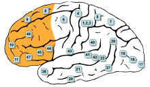 Diagram showing the prefrontal cortex