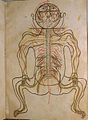 Image 50A coloured illustration from Mansur's Anatomy, c. 1450 (from Science in the medieval Islamic world)
