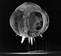 Image 4Operation Tumbler-Snapper, by Lawrence Livermore National Laboratory (from Wikipedia:Featured pictures/Sciences/Others)